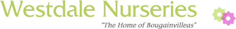 Westdale Nurseries – The Home of Bougainvilleas