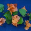 Bougainvillea Flowers Online Afterglow (2)