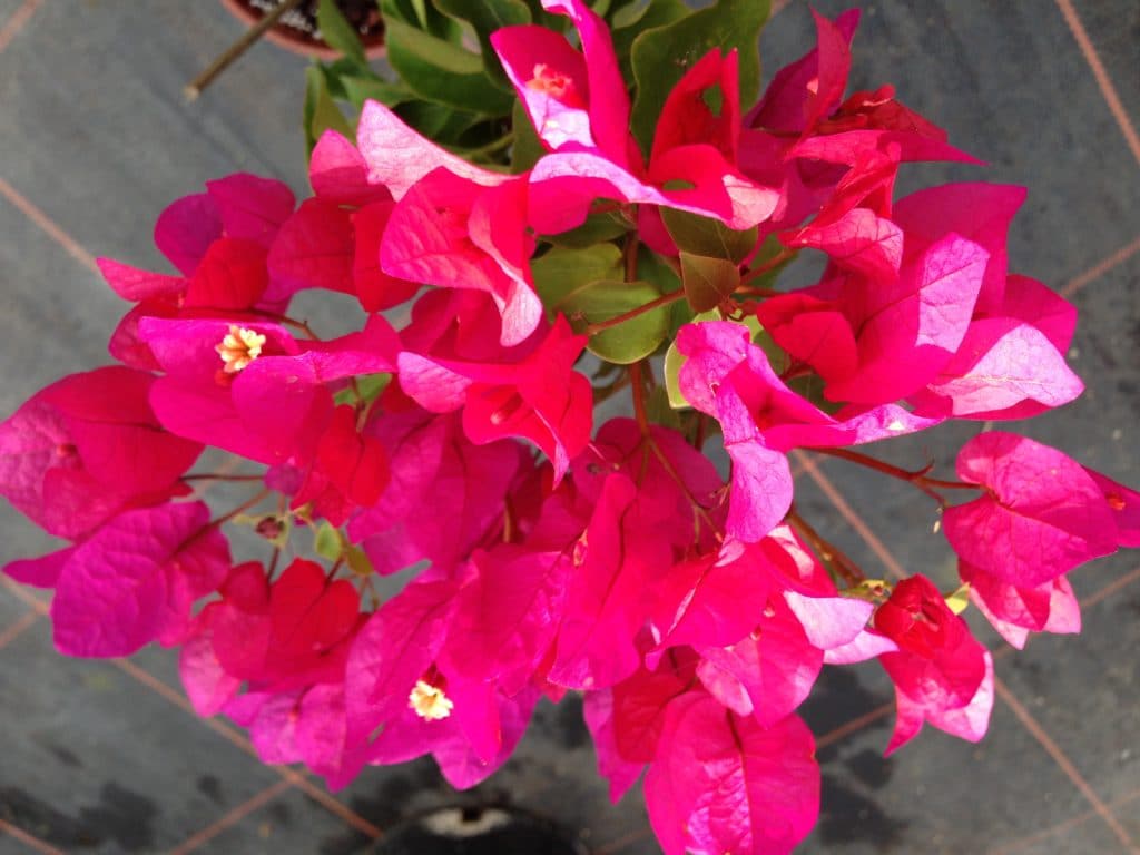 Bougainvillea Flowers Online Barabara Karst