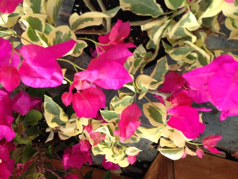 BOUGAINVILLEA ‘Raspberry Ice’ - Buy Bougainvilleas Online | Westdale ...