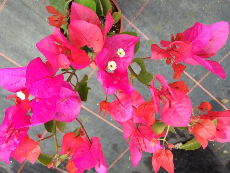 Bougainvillea ‘tango Supreme Buy Bougainvilleas Online Westdale