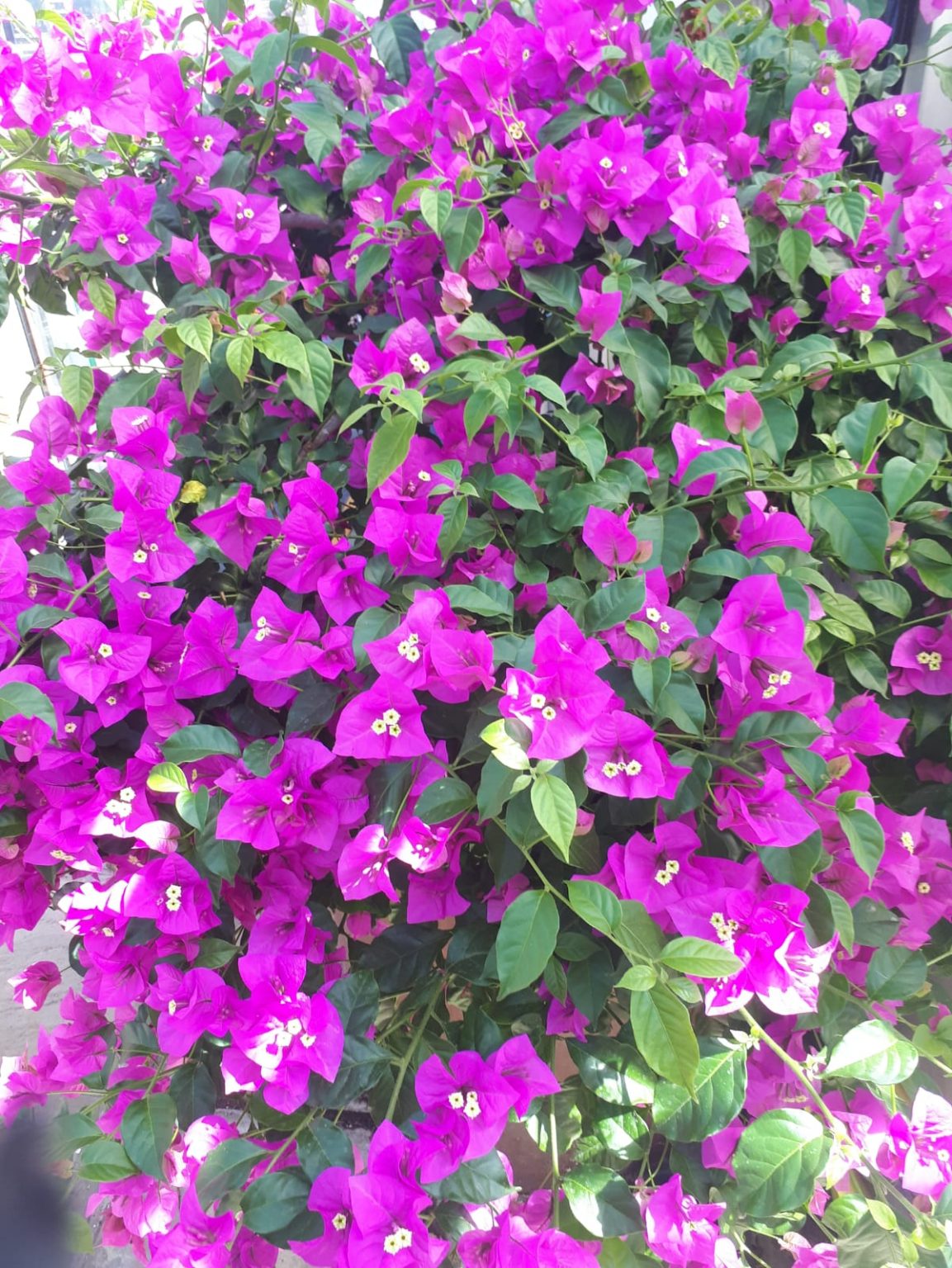 BOUGAINVILLEA ‘Elizabeth Angus’ - Buy Bougainvilleas Online | Westdale ...